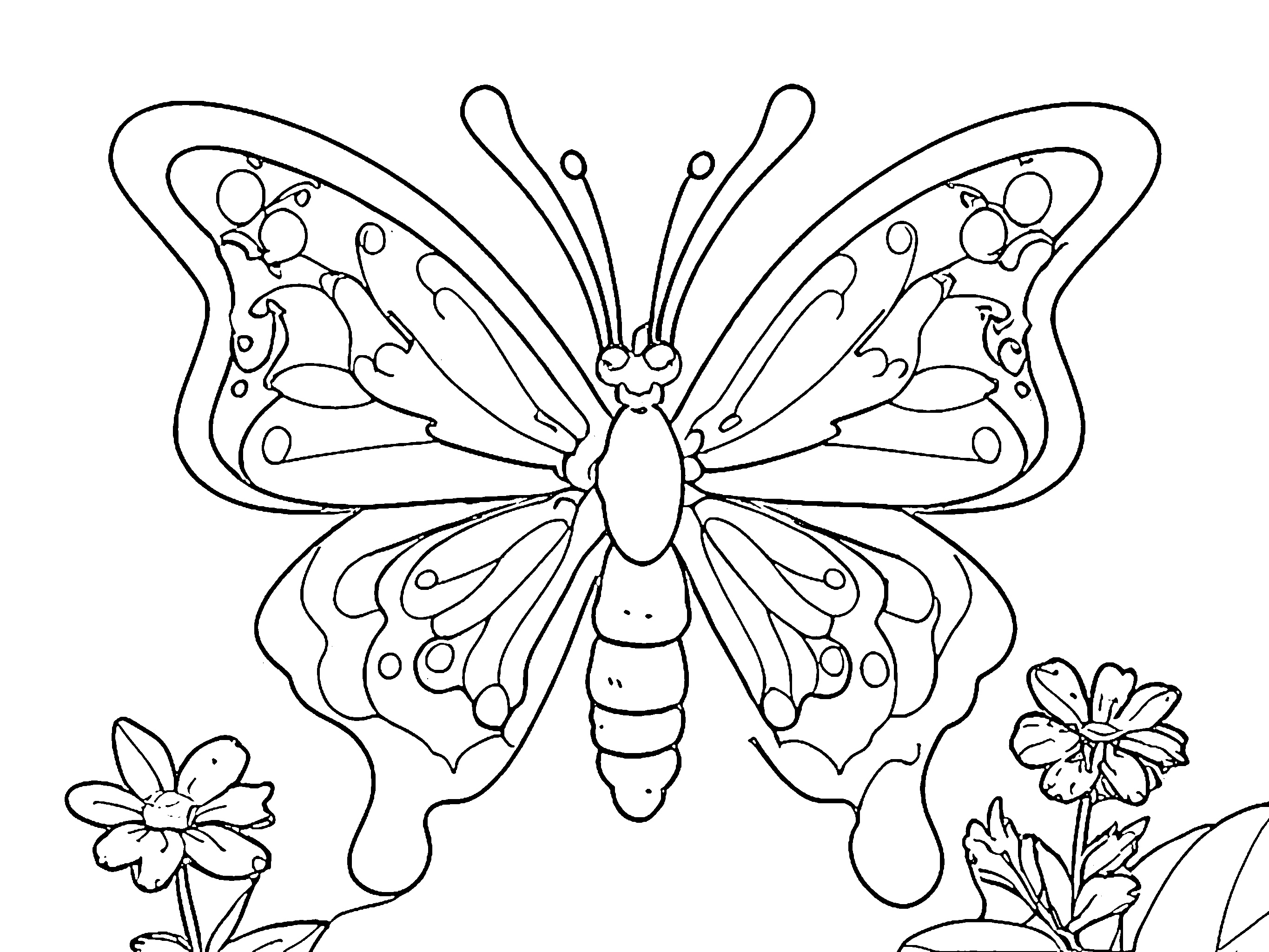 gambar kupu kupu Butterfly 0